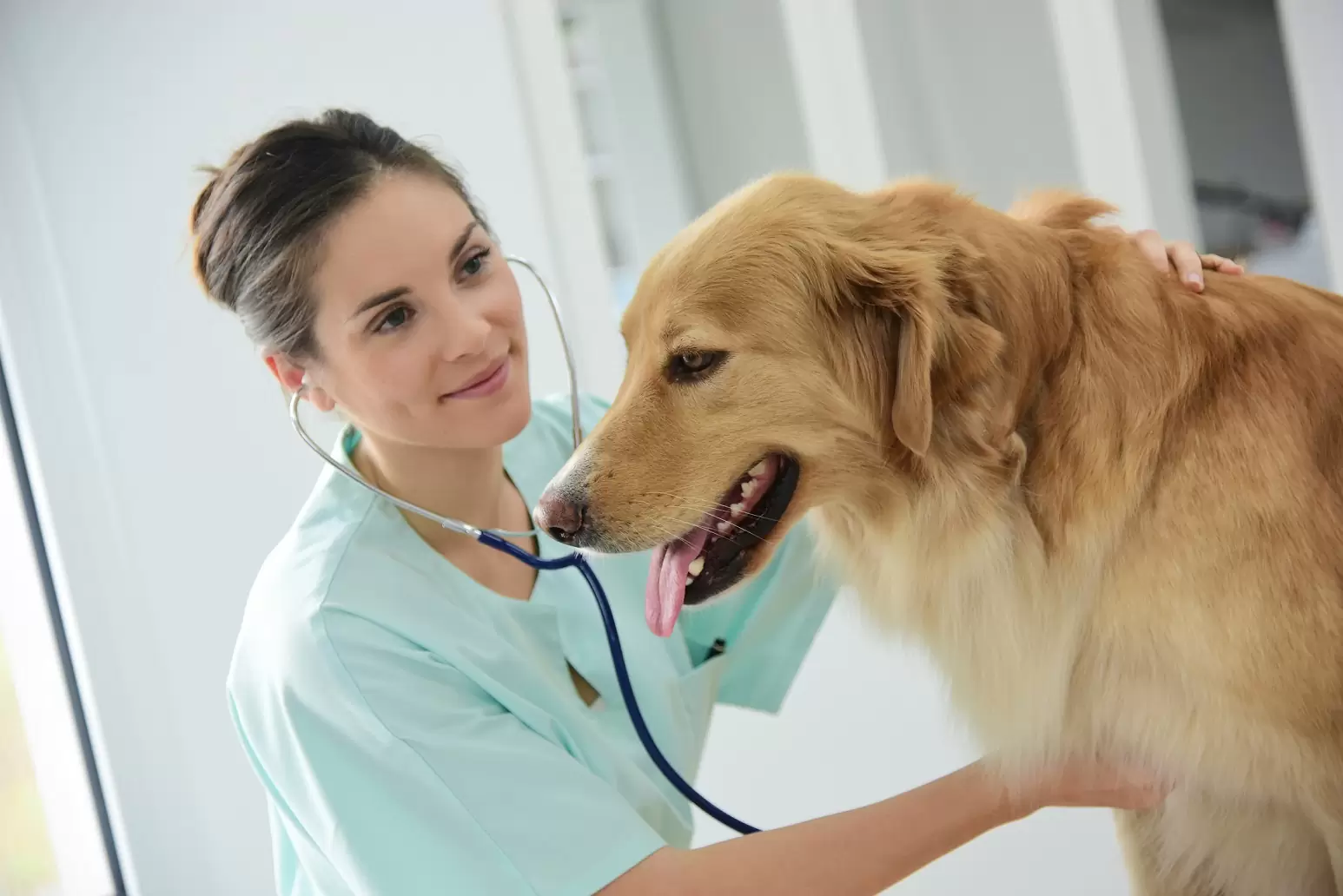 Veterinarian examining a golden retriever with care and tenderness